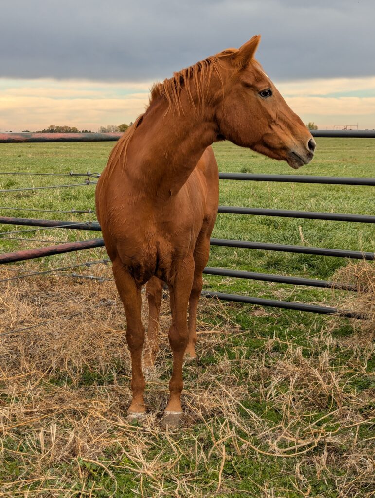 Piper.front.left.atrophy.2025
