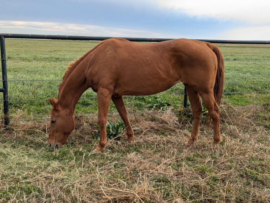 Piper.grazing.oct2025
