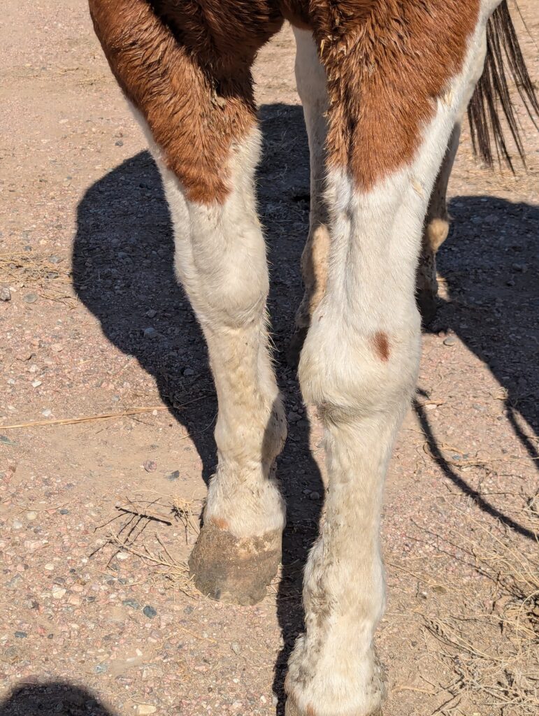 Pops.front.legs.2025