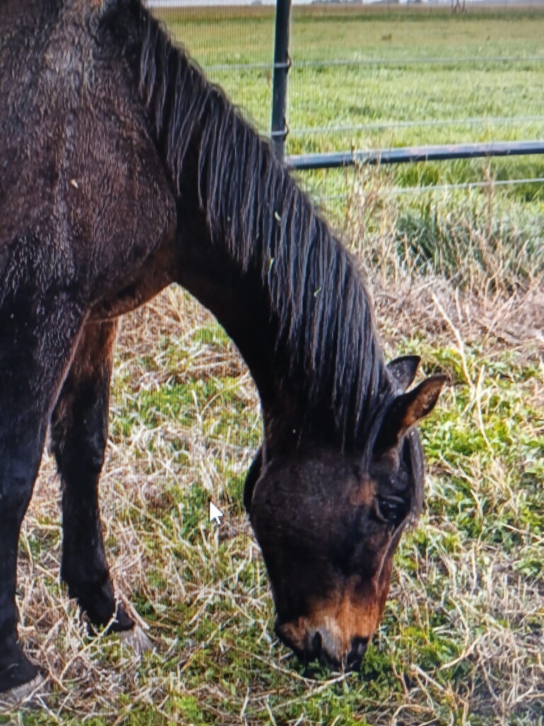 nina.closeup.grazing.2025
