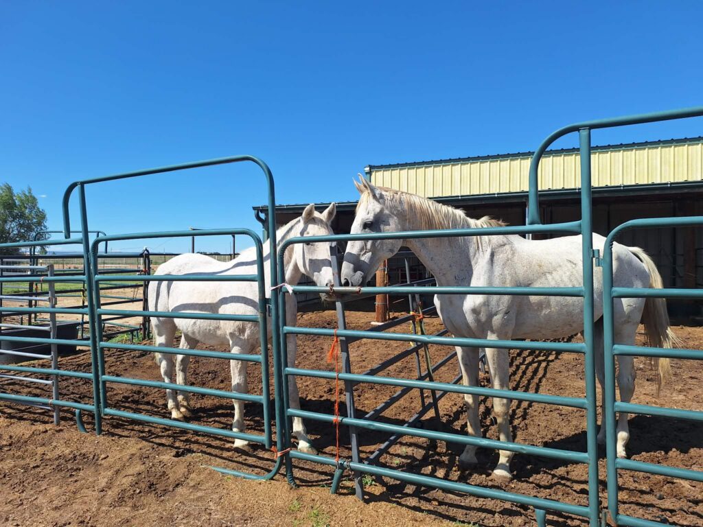 Samson.Marshmallow-Highlander.aug2026
