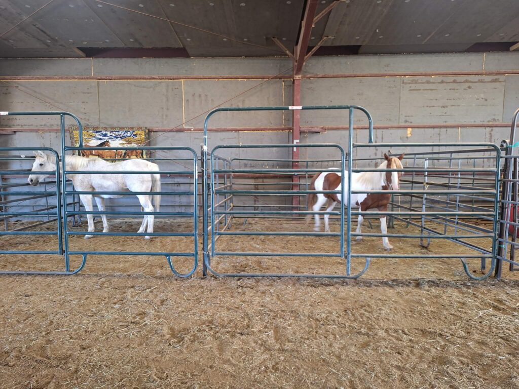 Samson.Poppy.indoor.stalls