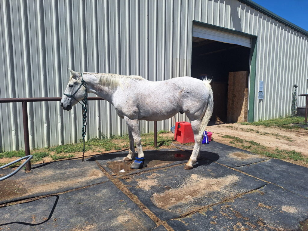 Samson.foot.soak.aug2026