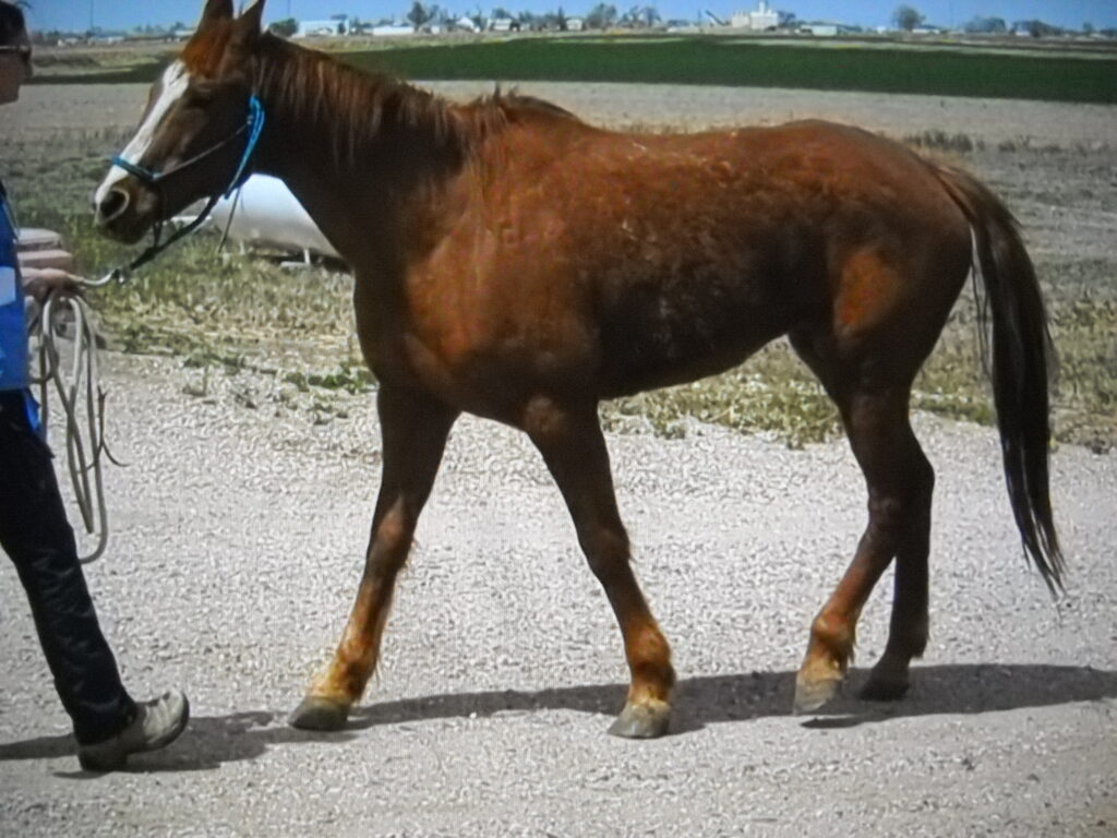 Sheridan.lameness.eval.2026