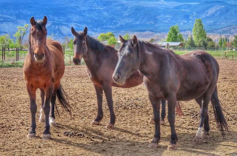 george.clancy.harmony.skydancer