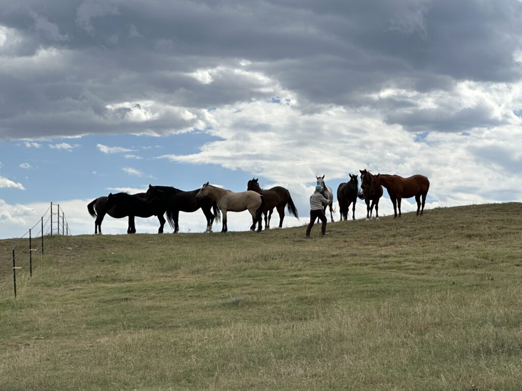 map.horses.field.2025