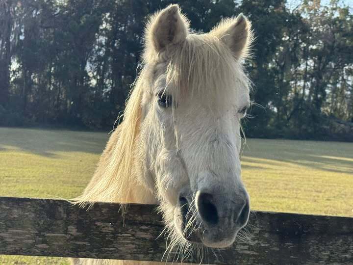 retirement.home.for.horses.Indy.2025