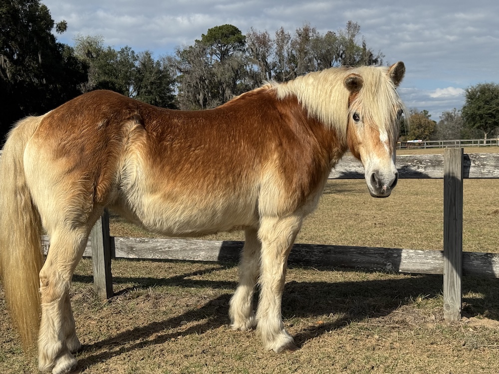 retirement.home.for.horses.Sunny.2025