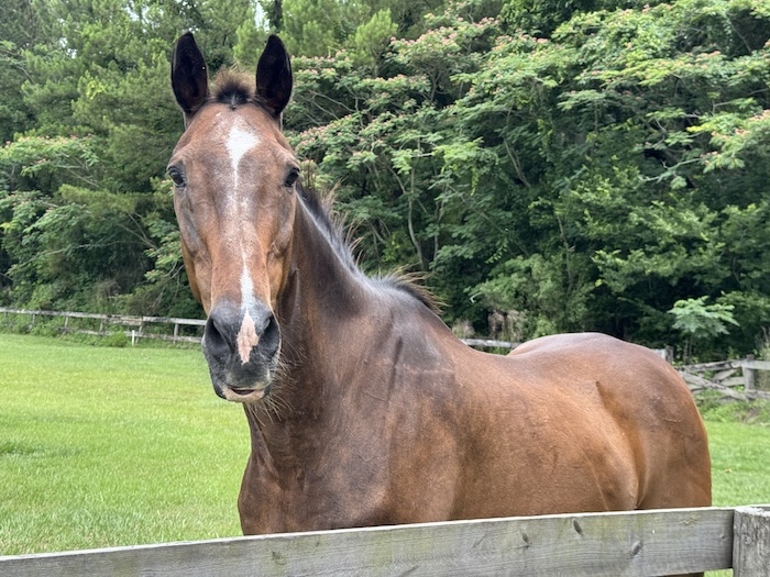 retirement.home.for.horses.brigadier.general.2026