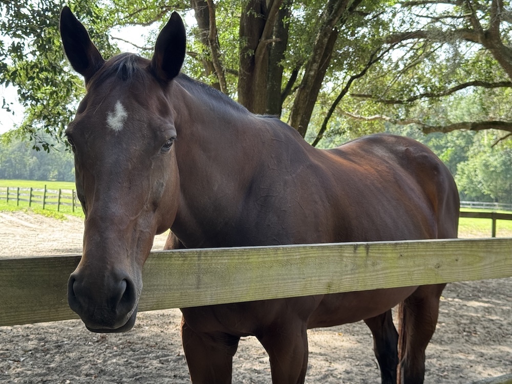 retirement.home.for.horses.mounted.patrol.2026
