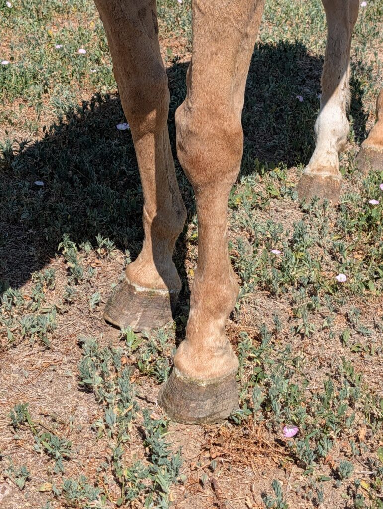 Emerson.frontlegs.jul2026