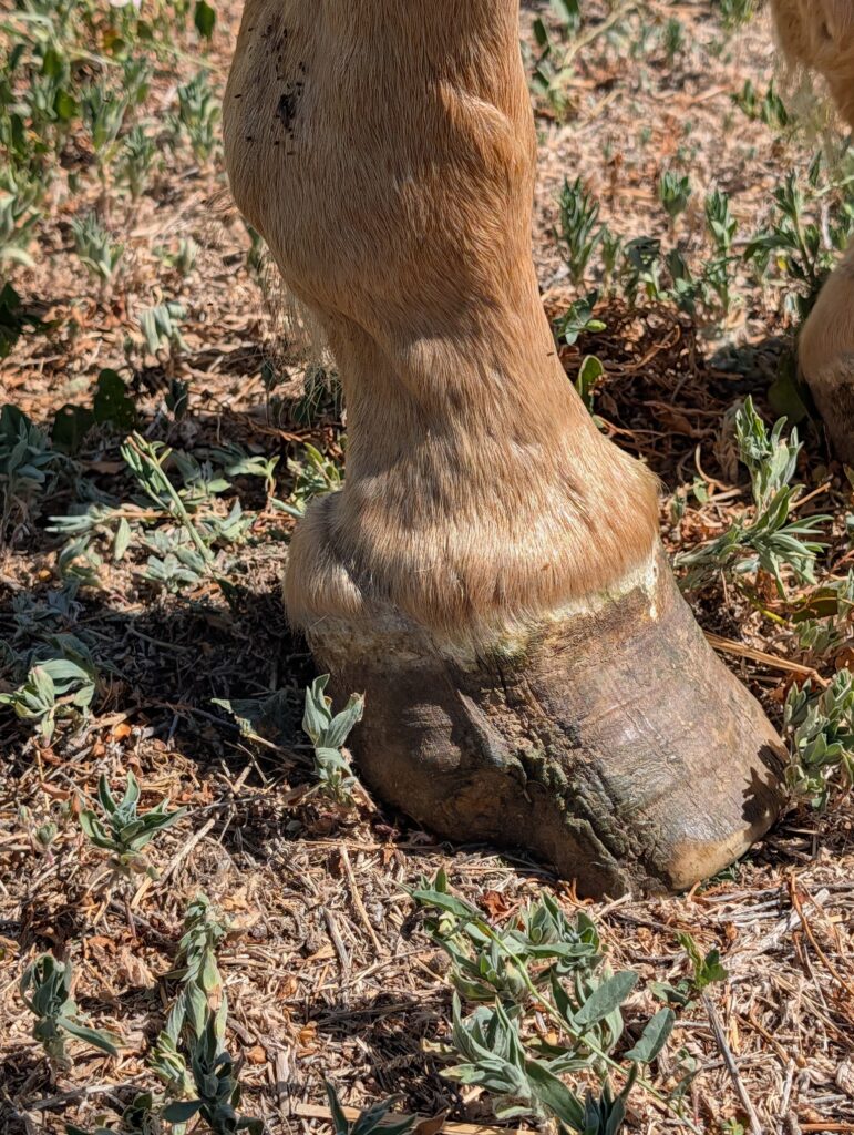 Emerson.scarred.hoof.jul2026
