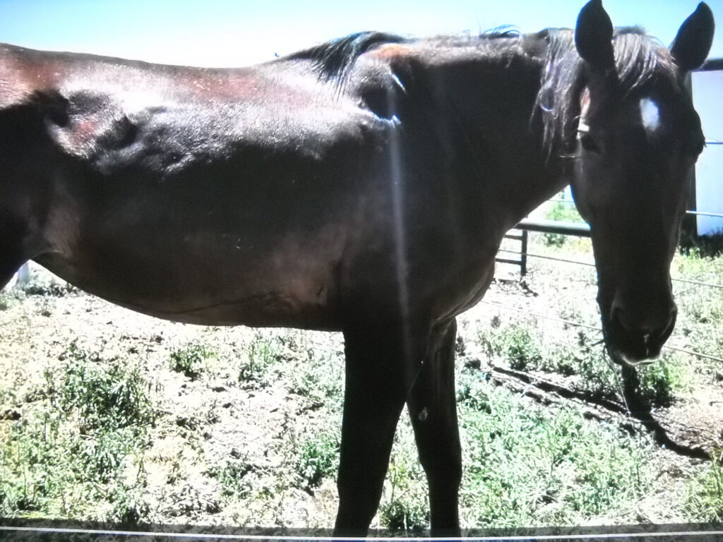 Taffy.july2026