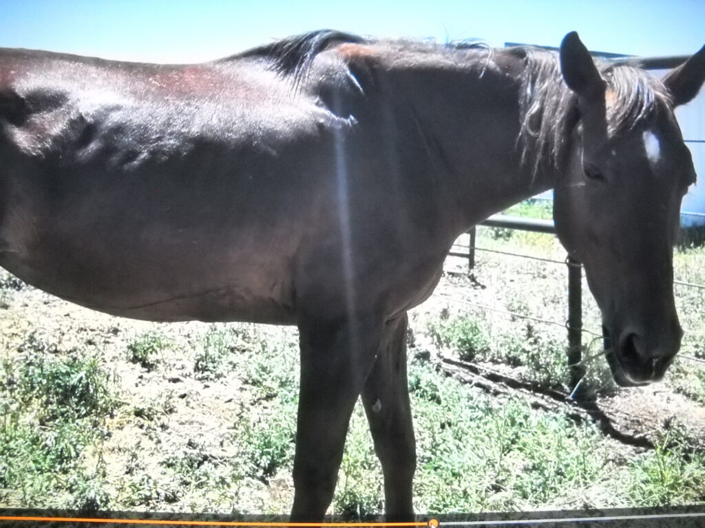 Taffy.post.rescue.july2026