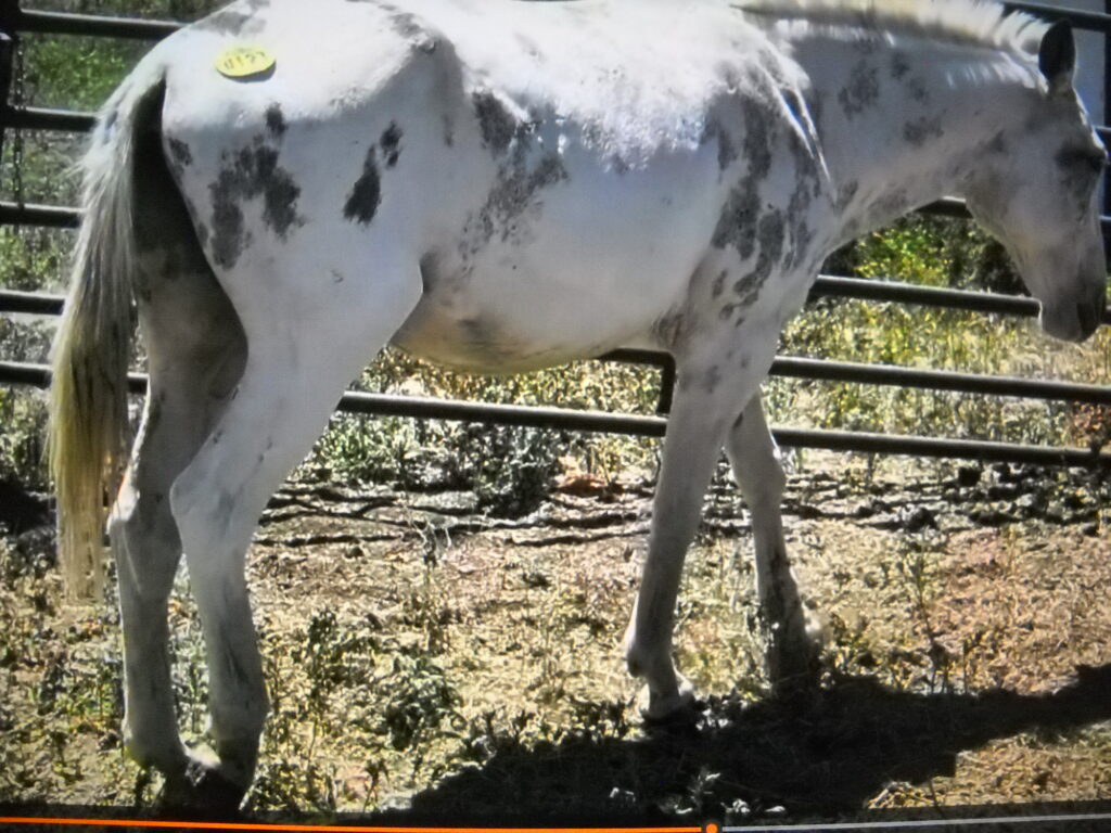 Vinny.july2026.c