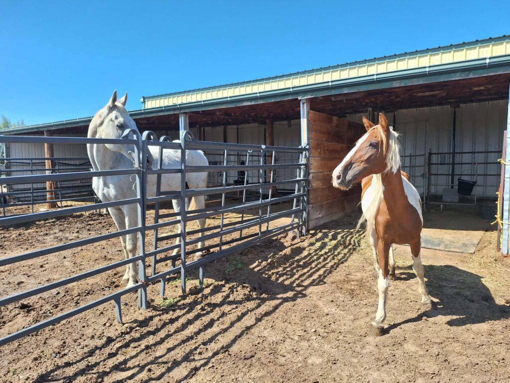 Marshmallow.Highlander.Poppy.firstday.2026
