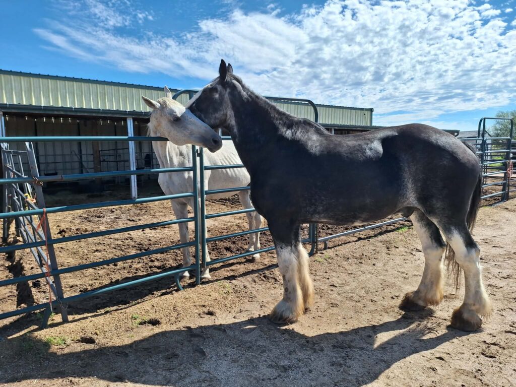 Marshmallow.Highlander.meets.friend.aug2026 2
