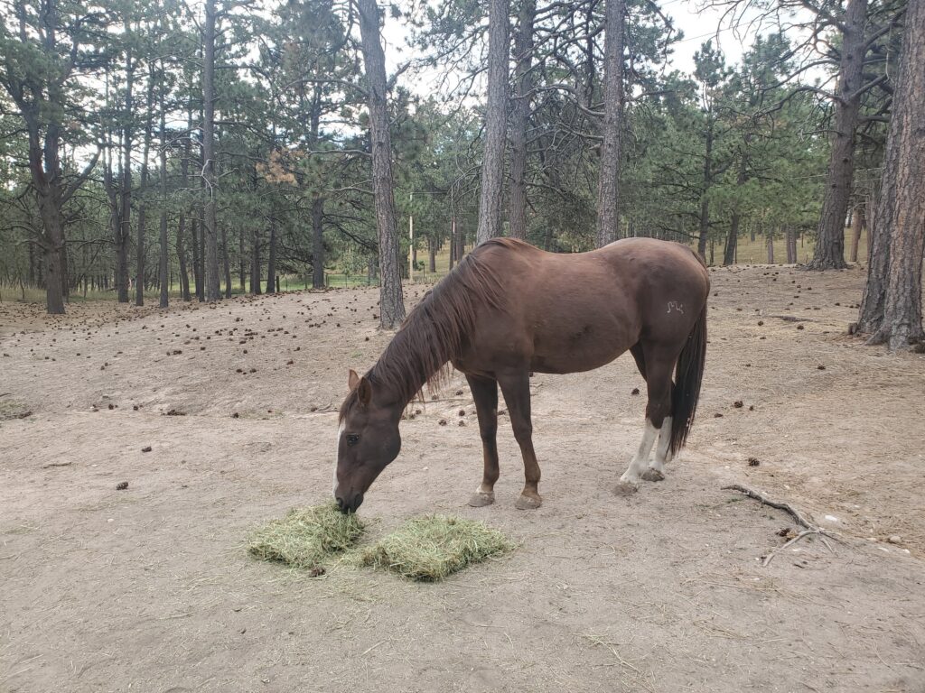 Hamish.hay