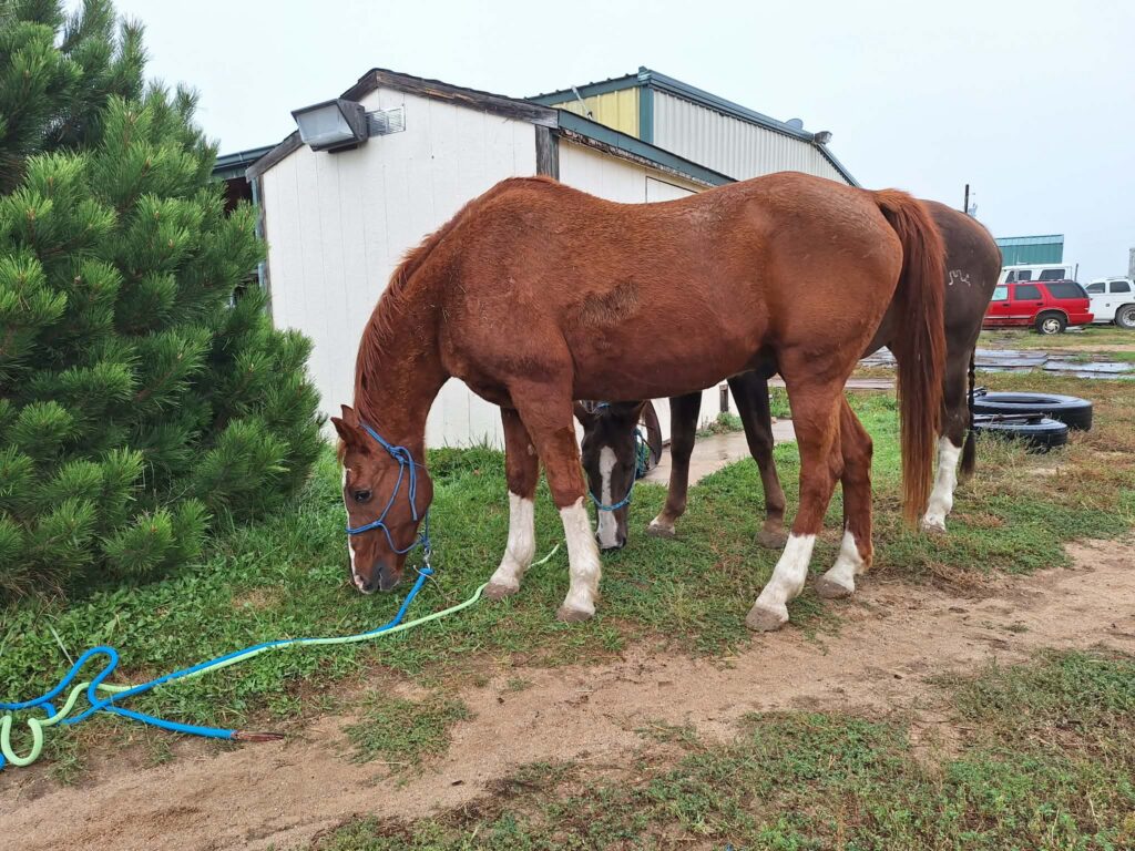 Kingsley.grazing.sep2026